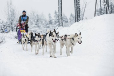 Kışın kızağın arkasında kar üzerinde kızak yarışında saklanan ezici. Kış çeçenistan kırsalında iri köpeklerle kayak yapmak. Kış manzarasında bir takımda köpek sürüsü.