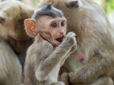 Hint Macaque (Macaca Leonina). Angor Wat tapınağındaki bir ağaç gövdesinde bir ailenin önünde oturan sevimli bir Çin makağı yavrusu.