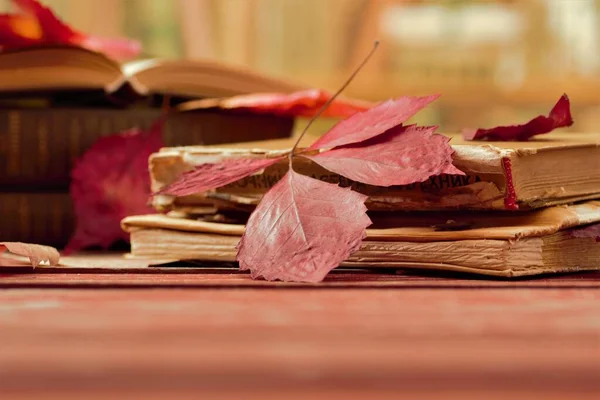 Library Books Leaves Herbarium Old — Stock Photo, Image