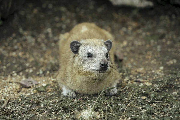 タンザニアのセレンゲティ国立公園の地面に座っているアフリカのダマン動物 アフリカの哺乳動物の草食動物 哺乳類 — ストック写真