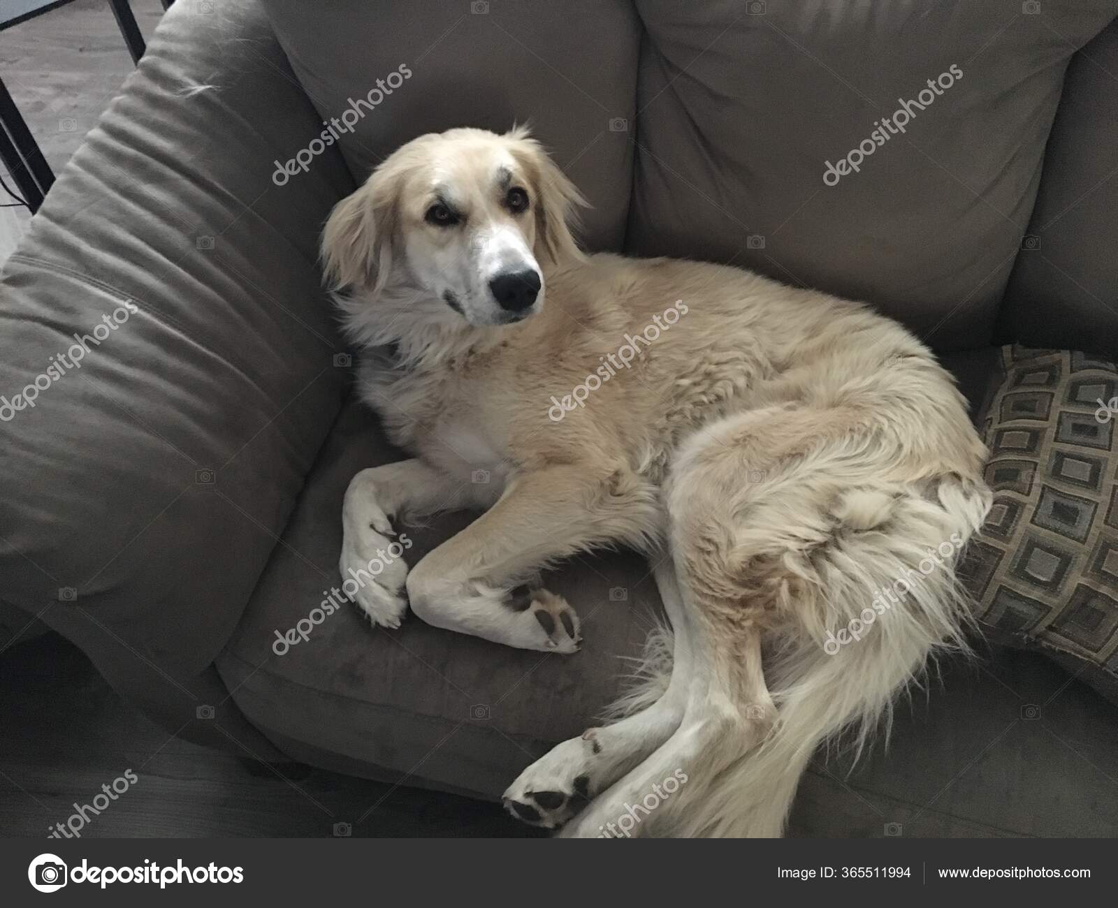 Dog Sitting Couch — Stock Photo