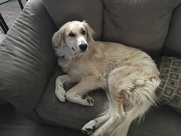 Hund Sitzt Auf Einer Couch — Stockfoto
