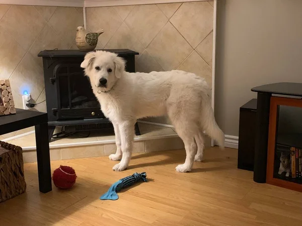 偉大なピレネーの子犬とおもちゃ — ストック写真