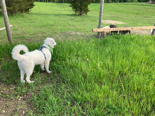 农场里的大比利牛斯犬 — 图库照片