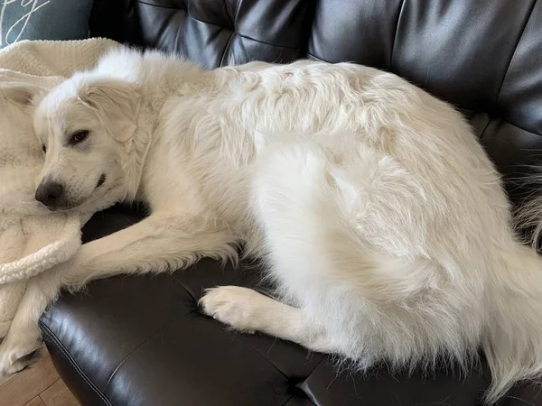 Grandes Pirinéus Filhote Cachorro Doente — Fotografia de Stock