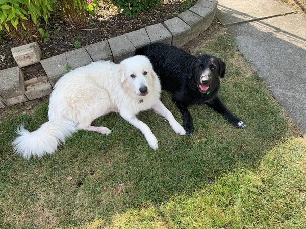 Stora Pyrenéerna Valp Och Newfoundland Lab Mix — Stockfoto