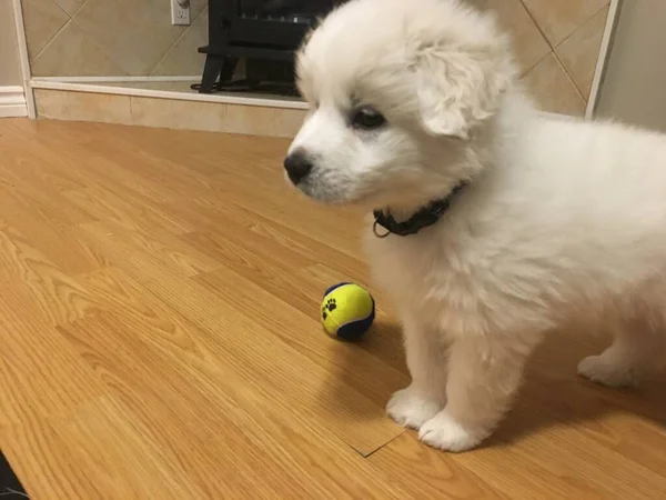 Büyük Pireneler Top Ile Yavru Köpek — Stok fotoğraf