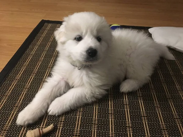 Kleine Grote Pyreneeën Puppy Stockafbeelding