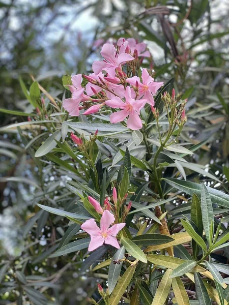 Różowy Oleandra Moim Ogrodzie — Zdjęcie stockowe