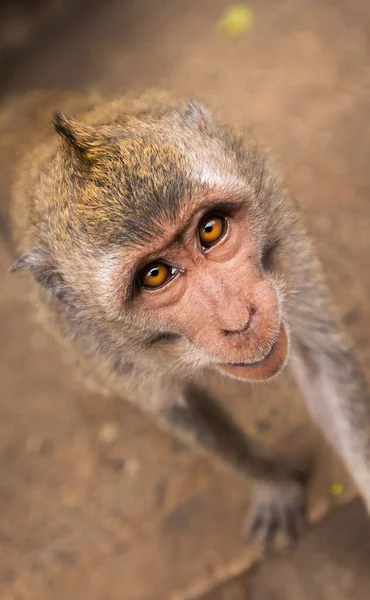 Macaque Cámara Con Una Mirada Agresiva —  Fotos de Stock