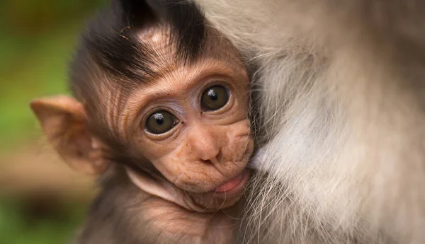Cachorro Macaco Este Mono Está Amamantando Mono Cachorro Sostiene Madres —  Fotos de Stock