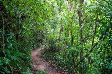 Tijuca Ormanı 'ndaki patika, dünyanın en ünlü kentsel ormanlarından biri.