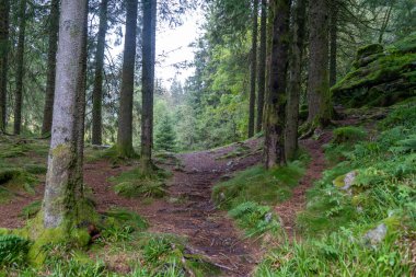 Floyen Dağı 'nın tepesindeki Norveç ormanında Floibanen Funicular' ı geçebilirsin.