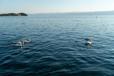 Günbatımında Makedonya 'nın kuzeyindeki Ohri Gölü' nde kuğular yüzüyor. Ağustos 2019