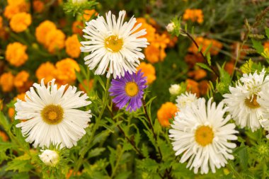 Plants with daisy-like flowers: beautiful ice plants, marigolds, amazing asters and others. August 2019 clipart