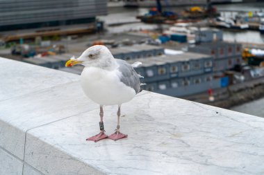 Martı Norveç 'teki Oslo Opera Binası' nın tepesinde dolaşıyor. Ağustos 2019