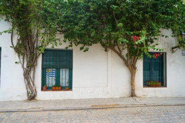 Şaşırtıcı beyaz duvar ve duvarda büyüyen ağaçlar. Colonia del Sacramento, Uruguay. Mart 2020