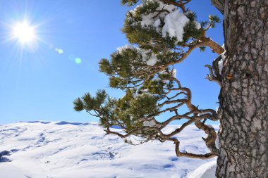 Güneşli bir günde kış ormanı