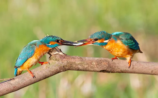 Kingfisher Alcedo Familie Masculul Prinde Peşte Pentru Femeie Hrănește — Fotografie, imagine de stoc