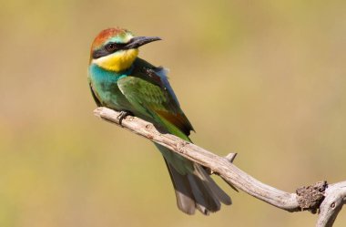 Avrupalı arı yiyici, Merops apiaster. Genç kuş.