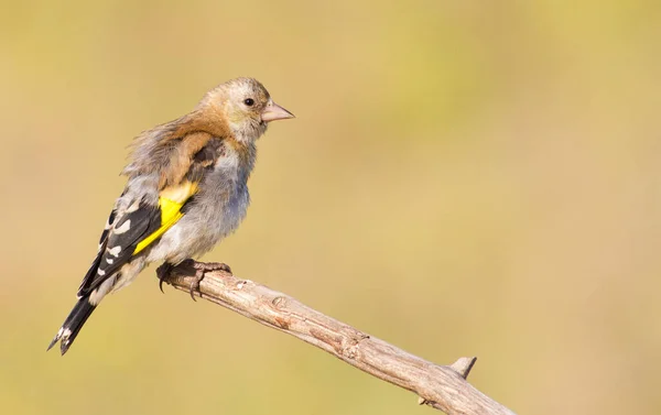 Goldfinch Carduelis Mladý Pták Goldfinch Nadýchané Peří — Stock fotografie