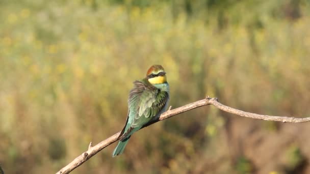 Comedor Abelhas Europeu Comedor Abelhas Comum Merops Apiaster — Vídeo de Stock