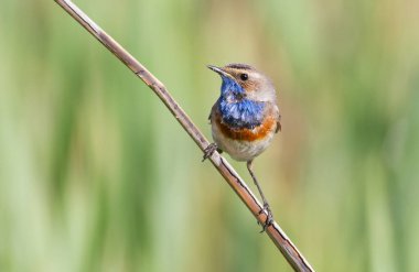Bluethroat (Luscinia svecica) Blaukehlchen, Gorge-bleue. Çok güzel küçük ötücü kuş