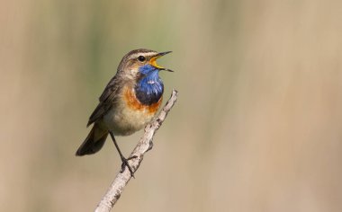 Bluethroat (Luscinia svecica) Blaukehlchen, Gorge-bleue. Çok güzel küçük ötücü kuş