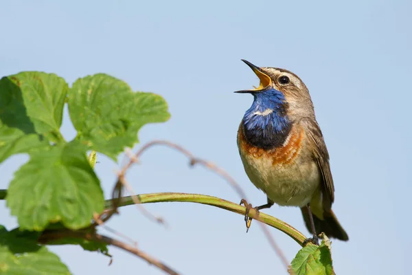 Bluethroat Luscinia Svecica Blaukehlchen Gorge Bleue Very Beautiful Little Songbird — Stock Photo, Image