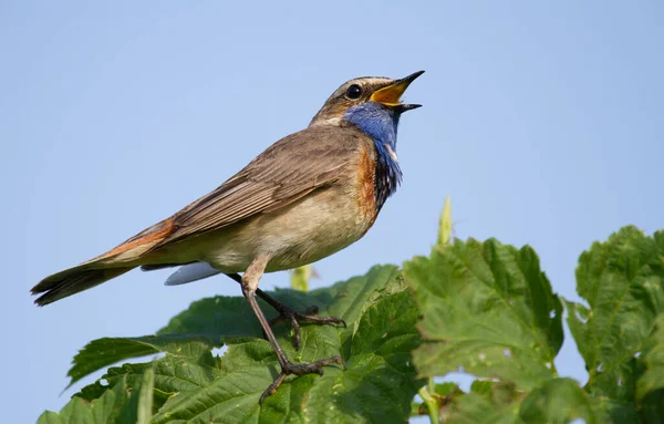 Blåstrupe Luscinia Svecica Blaukehlchen Gorge Bleue Mycket Vacker Liten Sångfågel — Stockfoto