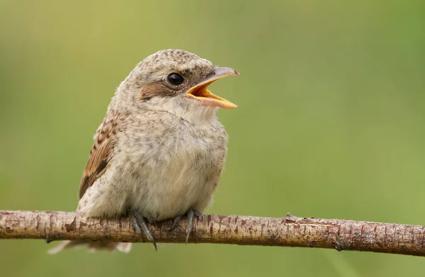 Red Backed Shrike Lanius Collurio Chicks Young Birds Calling Parents — Stock Photo, Image