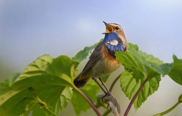 Bluethroat Luscinia Svecica Blaukehlchen Gorge Bleue Molto Bello Uccellino Canterino — Foto Stock