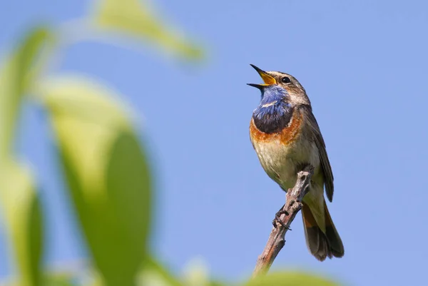 Bluethroat (Luscinia svecica) Blaukehlchen, Gorge-bleue. Çok güzel küçük ötücü kuş