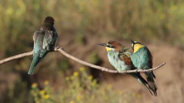 Avrupalı arı yiyici, sıradan arı yiyici, Merops apiaster. Arı yiyen aile.