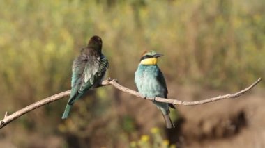 Avrupalı arı yiyici, sıradan arı yiyici, Merops apiaster. İki genç kuş.