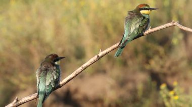 Avrupalı arı yiyici, sıradan arı yiyici, Merops apiaster. İki genç kuş bir dala oturmuş, sabah. Ukrayna