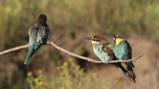 Europäische Bienenfresser Gemeiner Bienenfresser Merops Apiaster Bienenfresserfamilie — Stockvideo