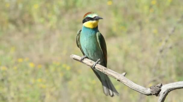 Europäische Bienenfresser Gemeiner Bienenfresser Merops Apiaster Vogel Aus Nächster Nähe — Stockvideo