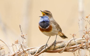 Bluethroat gün doğumunda şarkı söyler nehir kenarında