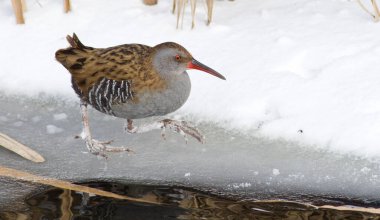 Su rayı, Rallus aquaticus. Kış. Kuş buza girer.