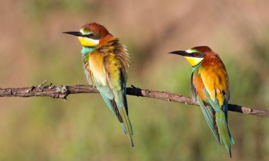 Avrupalı arı yiyici, Merops apiaster. Aile fotoğrafı.