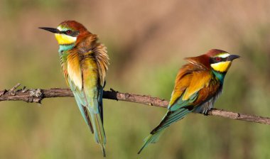 Avrupalı arı yiyici, Merops apiaster. Güzel renkli kuşlardan oluşan bir aile. İki arı yiyici.