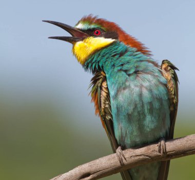 Avrupalı arı yiyici, Merops apiaster. Açık gagalı yakın çekim kuşu.