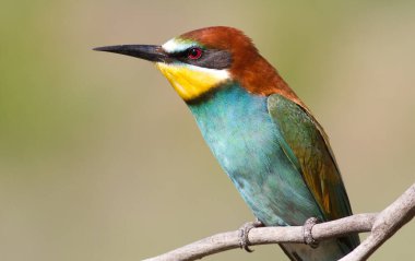 Avrupalı arı yiyici, Merops apiaster