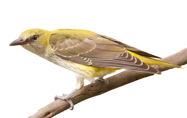 Retrato Aislado Del Oriole Pájaro Sienta Una Rama Primer Plano —  Fotos de Stock