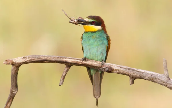 Biätaren Fångade Byten Vacker Färgglad Fågel Fågeln Fångade Insekt Och — Stockfoto