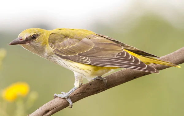 Young Oriole Sitting Branch Posing Photographer — Stock Photo, Image