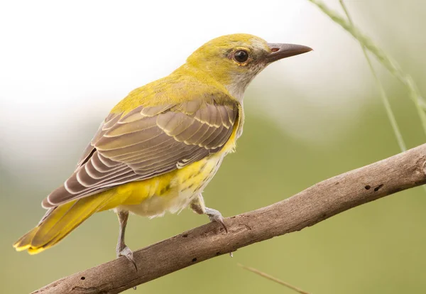 Young Oriole Sits Old Dried Tree Branch — Stock Photo, Image