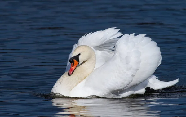 Лебедь Красиво Сложил Крылья Синих Водах Утренней Реки — стоковое фото