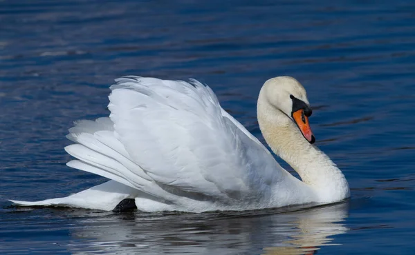 Cisne Mudo Nas Águas Rio Manhã — Fotografia de Stock